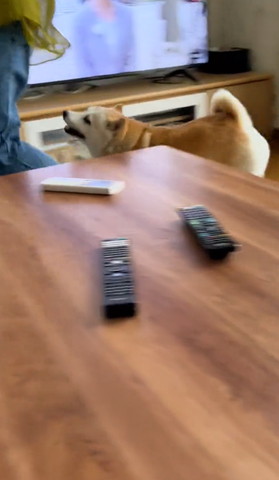 飼い主のあとを追うワンコ