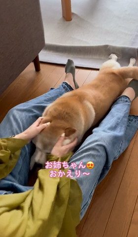 足の間でなでられてるワンコ