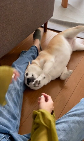 ごろんするワンコ