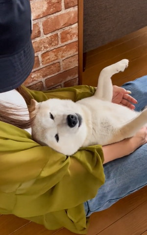 抱っこされてるワンコ斜め横から