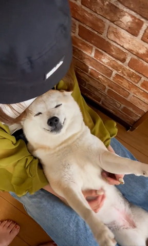 抱っこされてるワンコ斜め前から