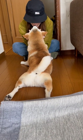 後ろ足伸ばしてるワンコ後ろから