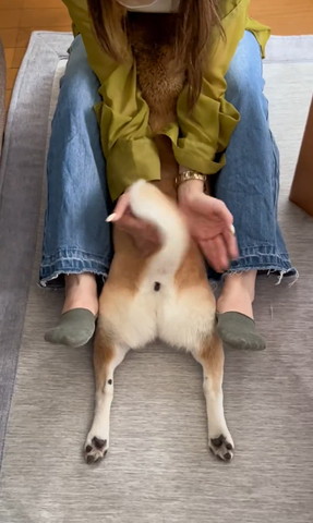 しっぽ遊びする娘さん