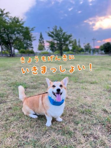 初めてのコーギー