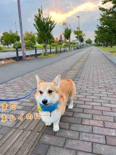 眠そうなコーギー