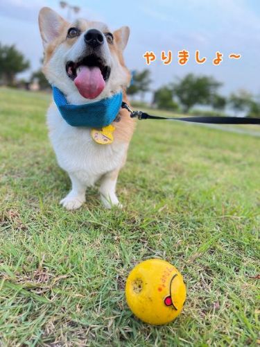 元気なコーギー