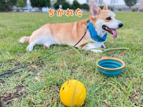 疲れたコーギー