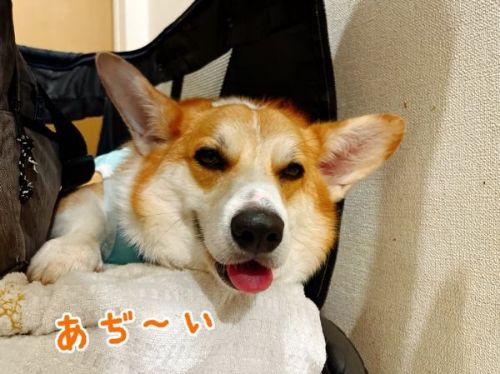 疲れが抜けないコーギー