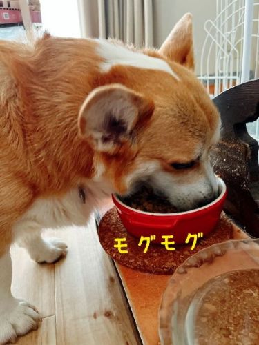 ごはんを食べるコーギー