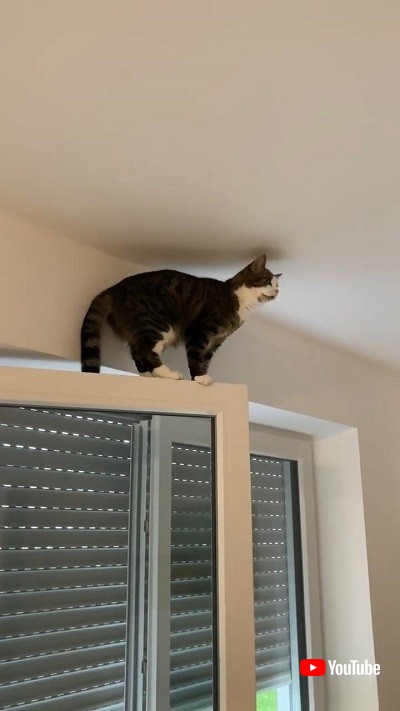 高いところにのぼった猫