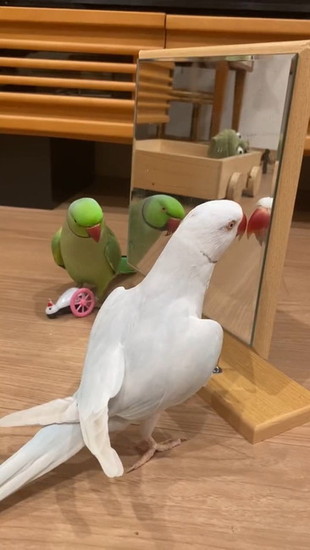 伸びたインコ