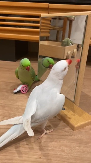 鏡をつつくインコ