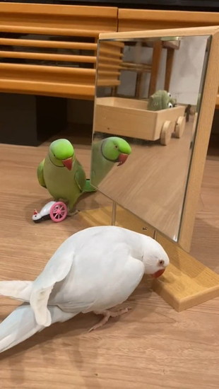 屈んだインコ