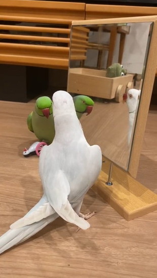 見つめ合うインコ