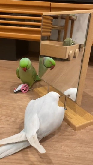 うずくまるインコ