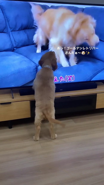 テレビとワンコ