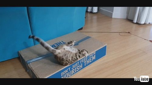 全力で飛び込む猫