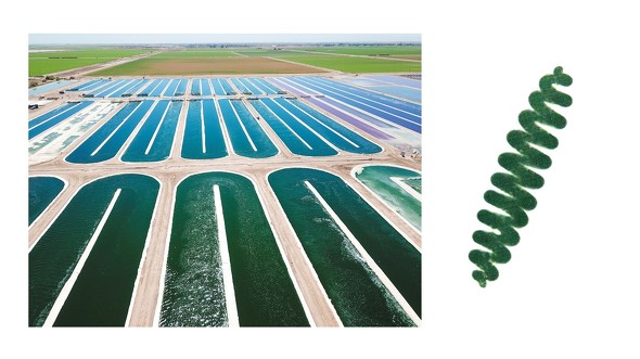 広大なスピルリナ培養池の写真 ／ 【PR】DIC株式会社