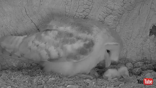 ヒナを育てるメンフクロウ