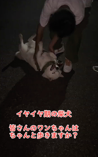 イヤイヤ期の柴犬