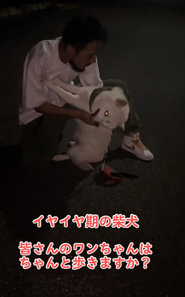 イヤイヤ期の柴犬