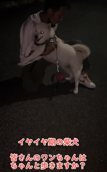 イヤイヤ期の柴犬