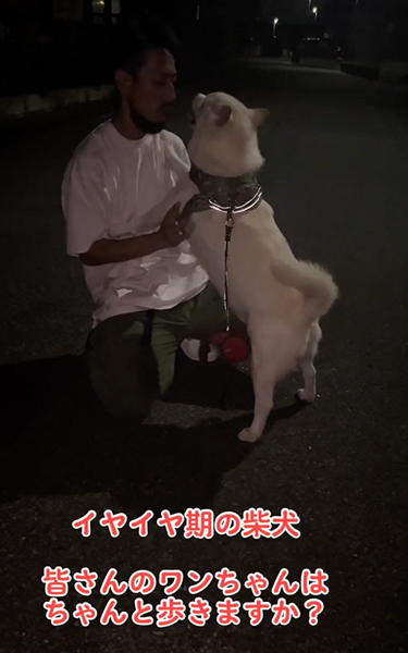 イヤイヤ期の柴犬