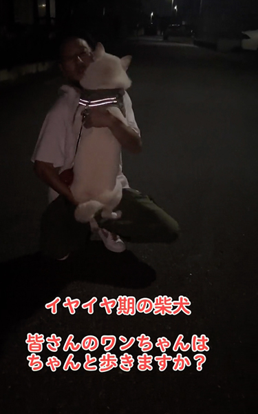 イヤイヤ期の柴犬