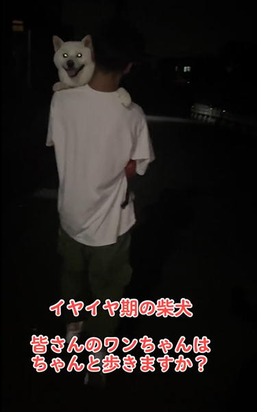 イヤイヤ期の柴犬