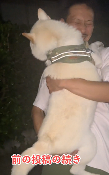 イヤイヤ期の柴犬