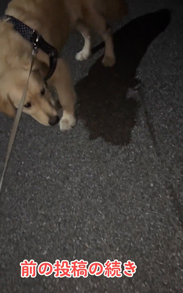 イヤイヤ期の柴犬