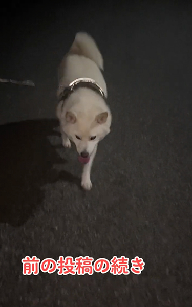 イヤイヤ期の柴犬