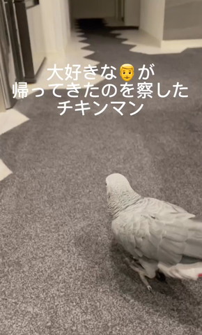 ヨウムとブタ