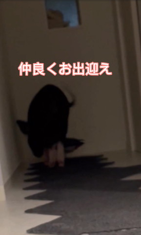 仲良くお出迎えテロップ