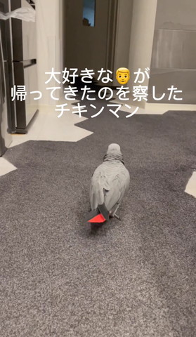 歩いていくヨウム