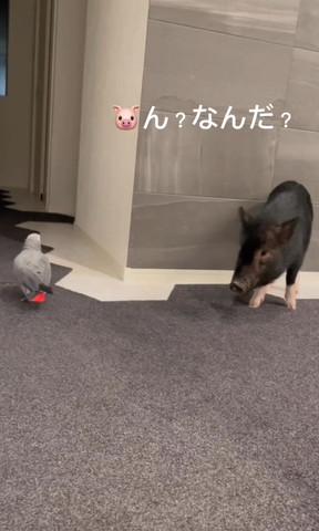 なんだテロップ