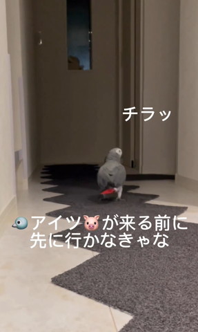 あいつが来る前に先に行かなきゃテロップ