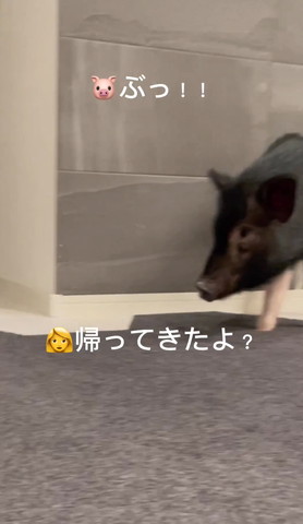 帰ってきたよテロップ