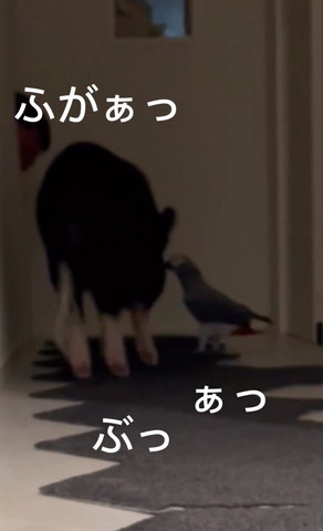 ふがぁテロップ