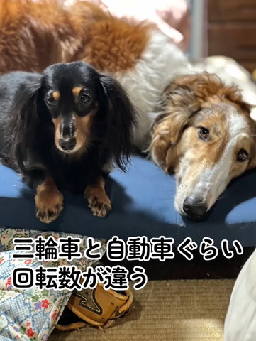 姉妹ワンコ