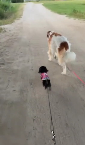 妹に追いつきたい姉犬