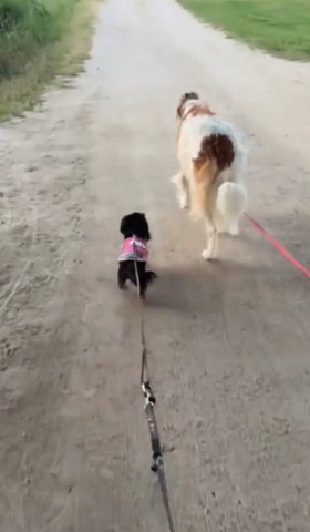 歩く姉犬