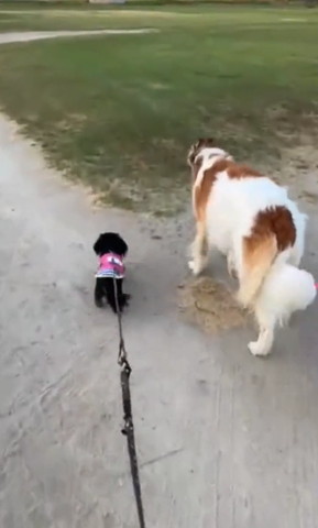 姉犬の主張