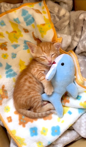 サメと添い寝する猫