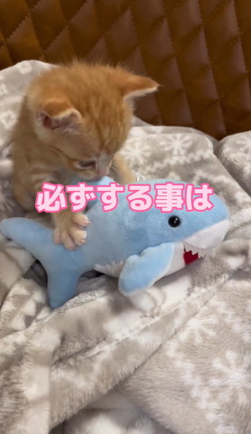 必ずすることはテロップ