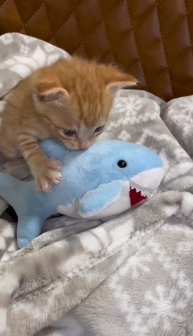 ぬいぐるみに覆いかぶさる子猫