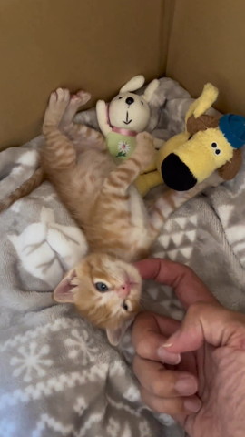 ぬいぐるみに囲まれた子猫