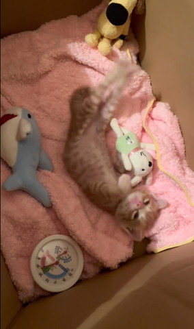 段ボールで後ろ足のばしてる子猫