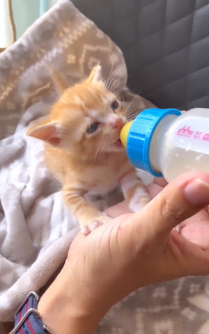 人間の手に前足添えてミルク飲んでる子猫