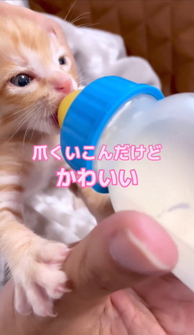 爪食い込んだけどかわいいテロップ